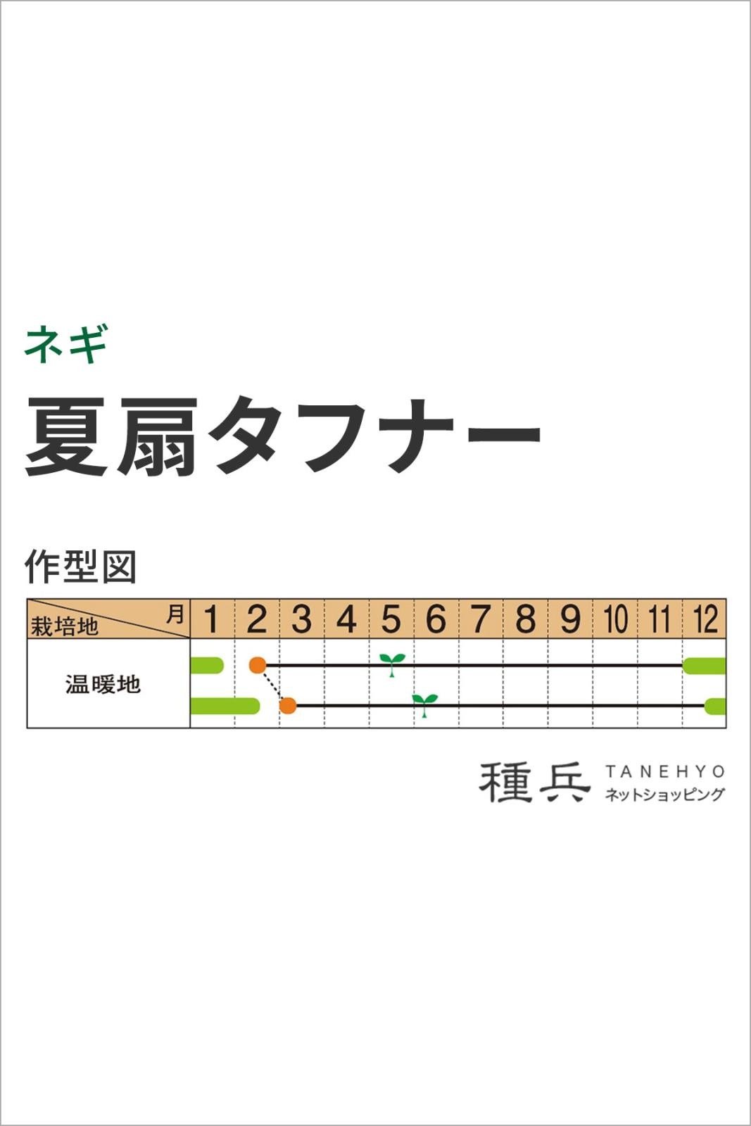 ネギ 種 『夏扇タフナー』 サカタのタネ | たね,葉菜の種,ネギ,根深
