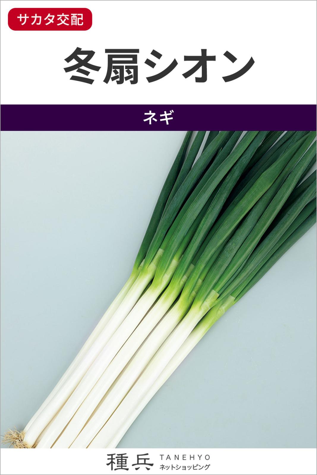 ネギ 種 『冬扇シオン』 サカタのタネ | たね,葉菜の種,ネギ,根深・白