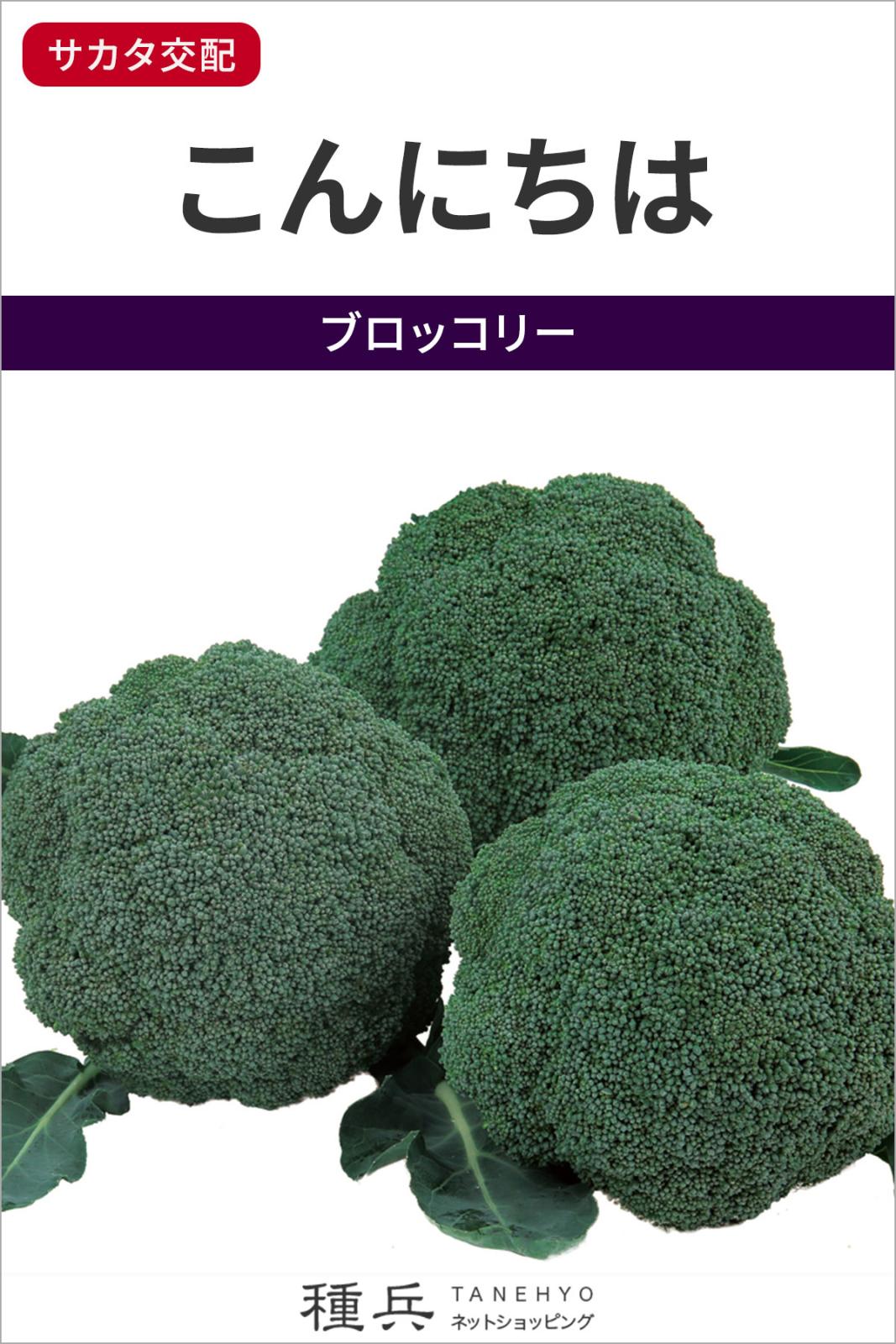 ブロッコリー 種 『こんにちは』  サカタのタネ