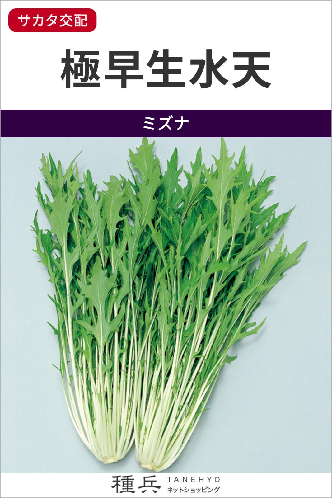 ミズナ 種 『極早生水天』  サカタのタネ