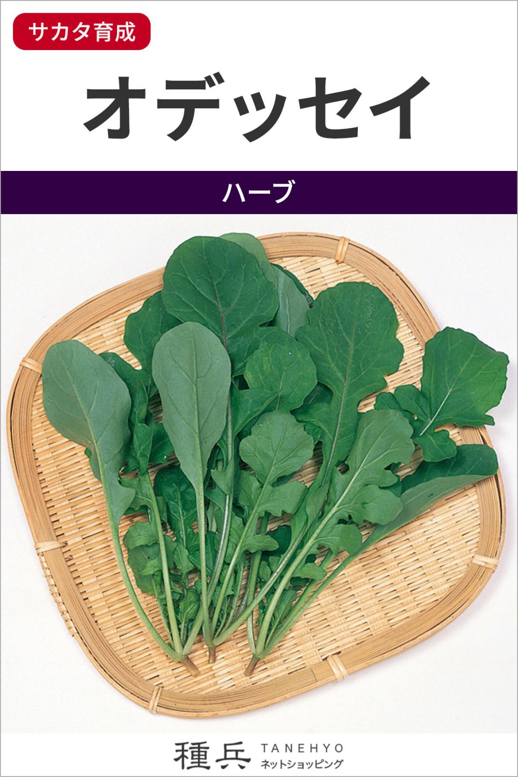 ロケット 種 『オデッセイ』  サカタのタネ