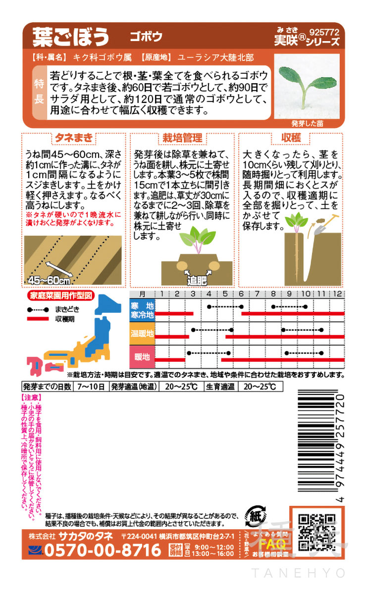 ゴボウ 種 『葉ごぼう』 サカタのタネ | たね,根菜の種,ゴボウ | 種兵