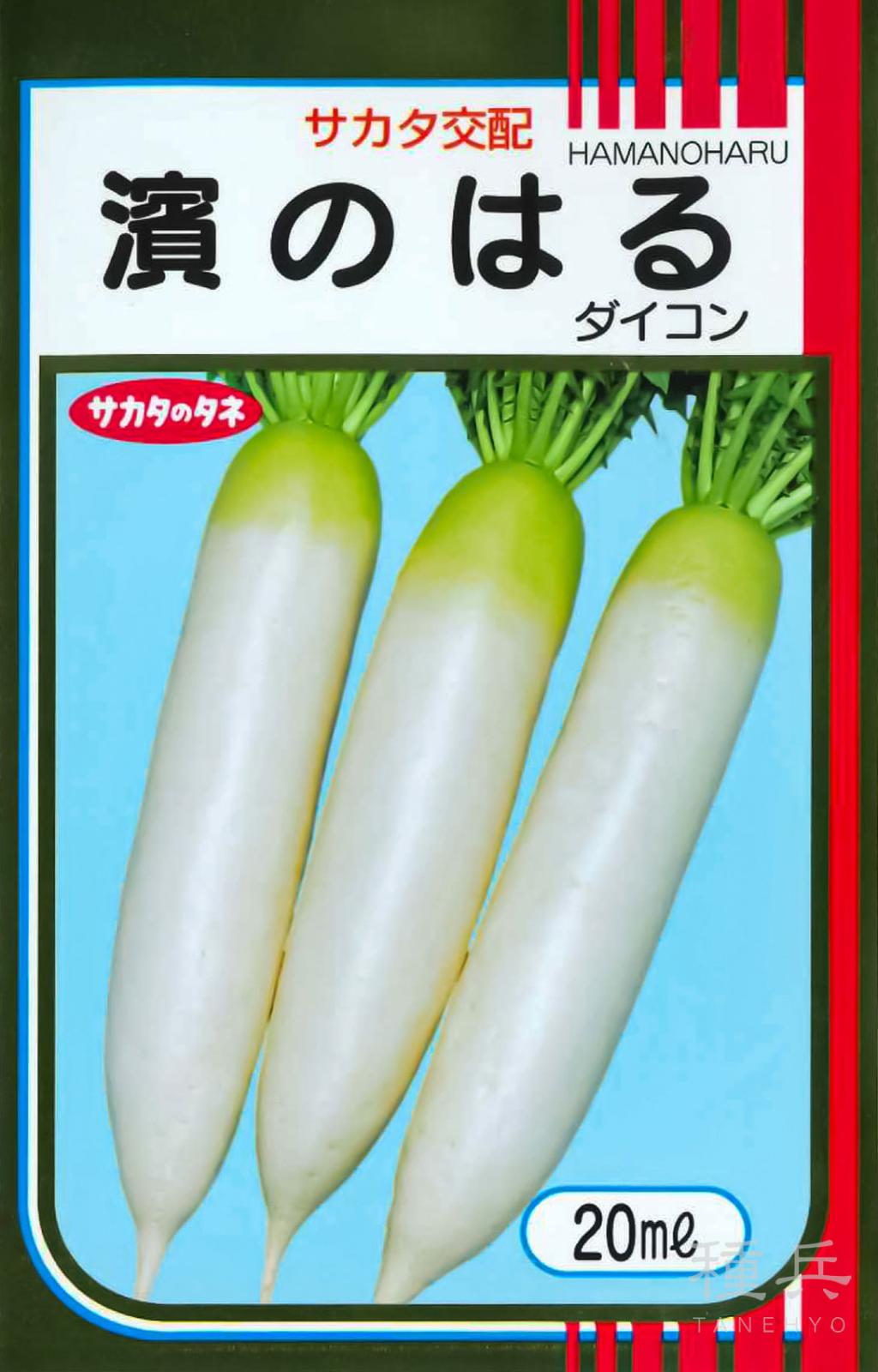 青首ダイコン 種 『濱のはる』  サカタのタネ