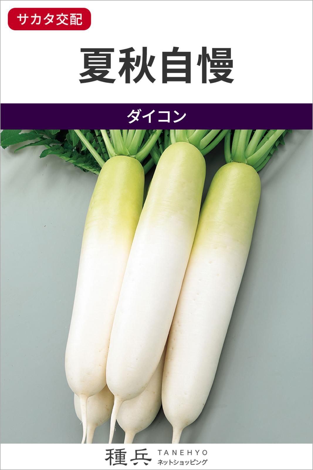青首ダイコン 種 『夏秋自慢』  サカタのタネ