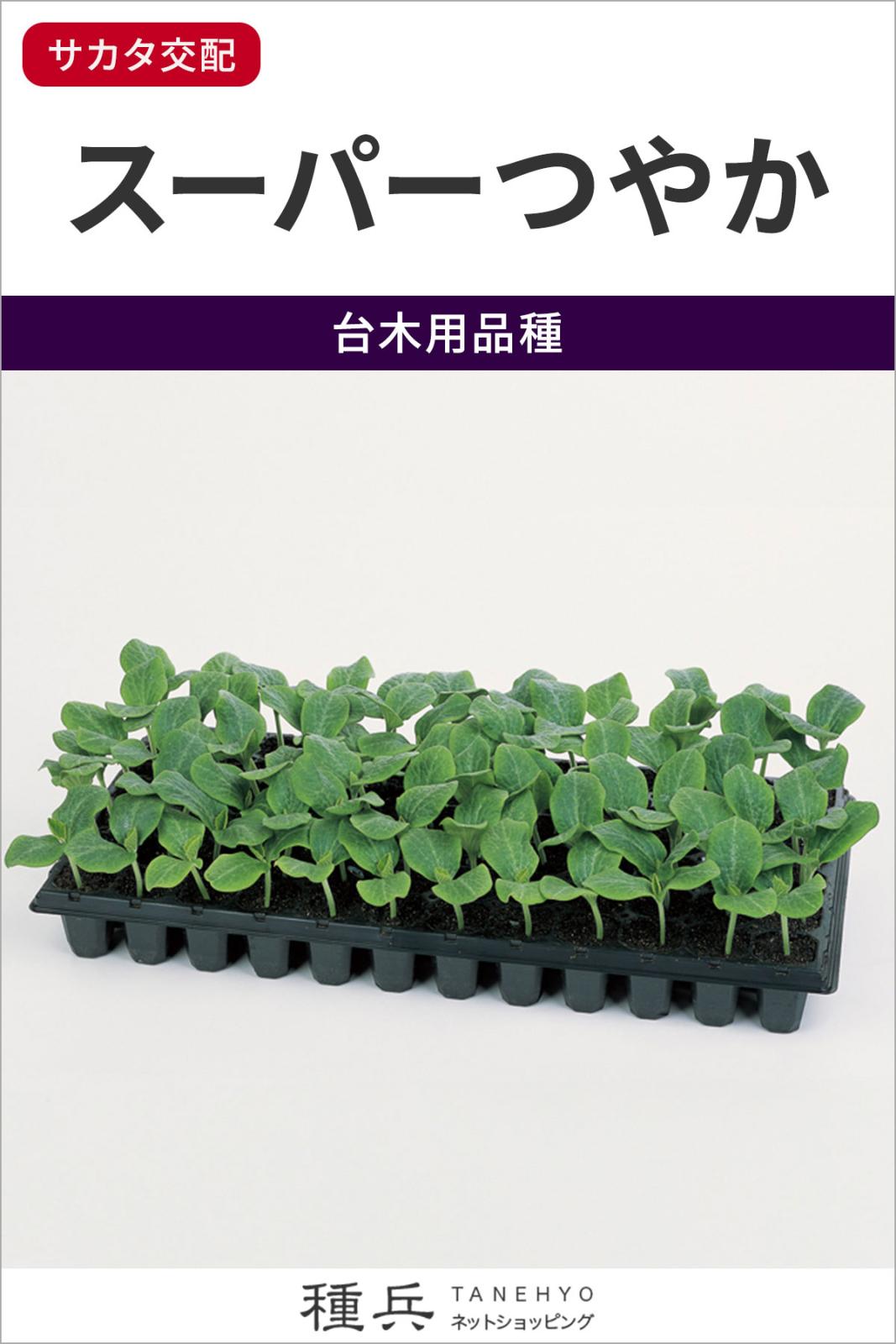 キュウリ台木用カボチャ 種 『スーパーつやか』  サカタのタネ