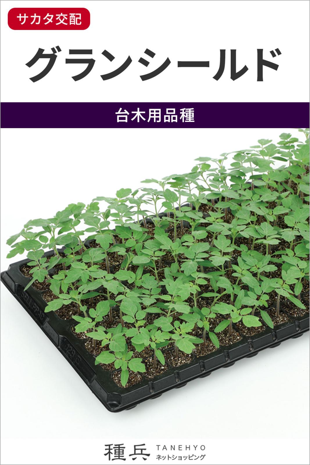台木用トマト 種 『グランシールド』  サカタのタネ