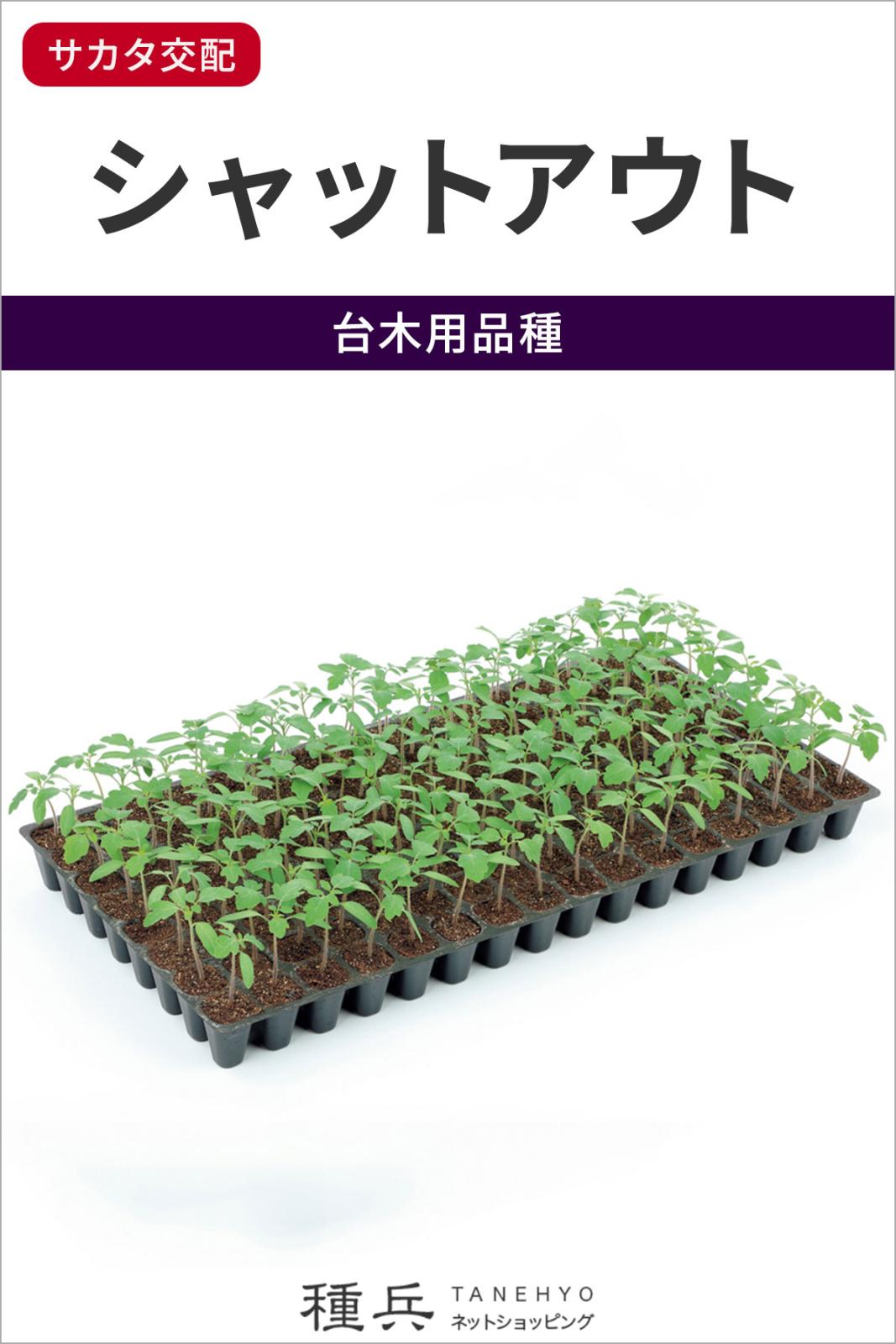 台木用トマト 種 『シャットアウト』  サカタのタネ