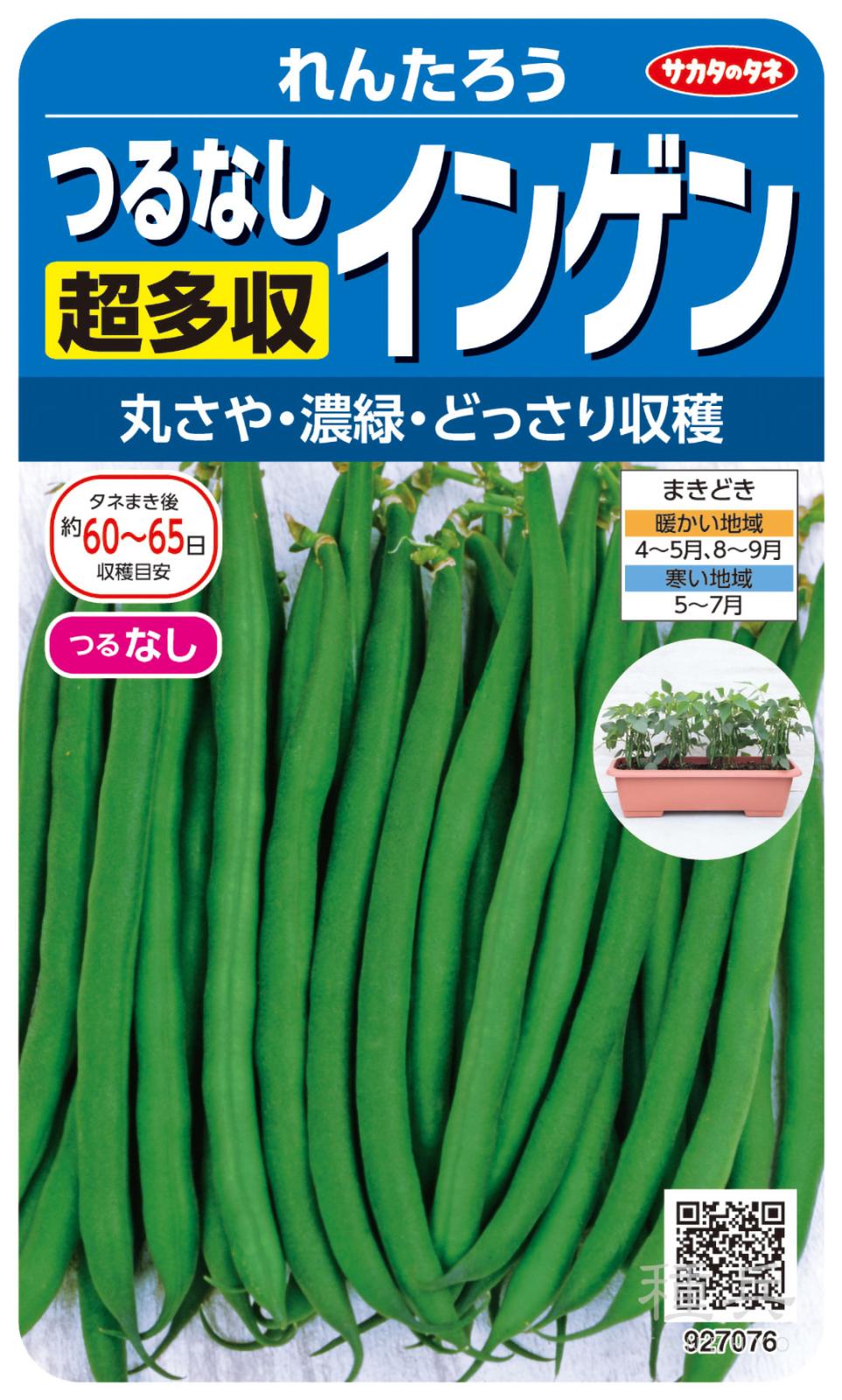 つるなしインゲン 種 『れんたろう』  サカタのタネ