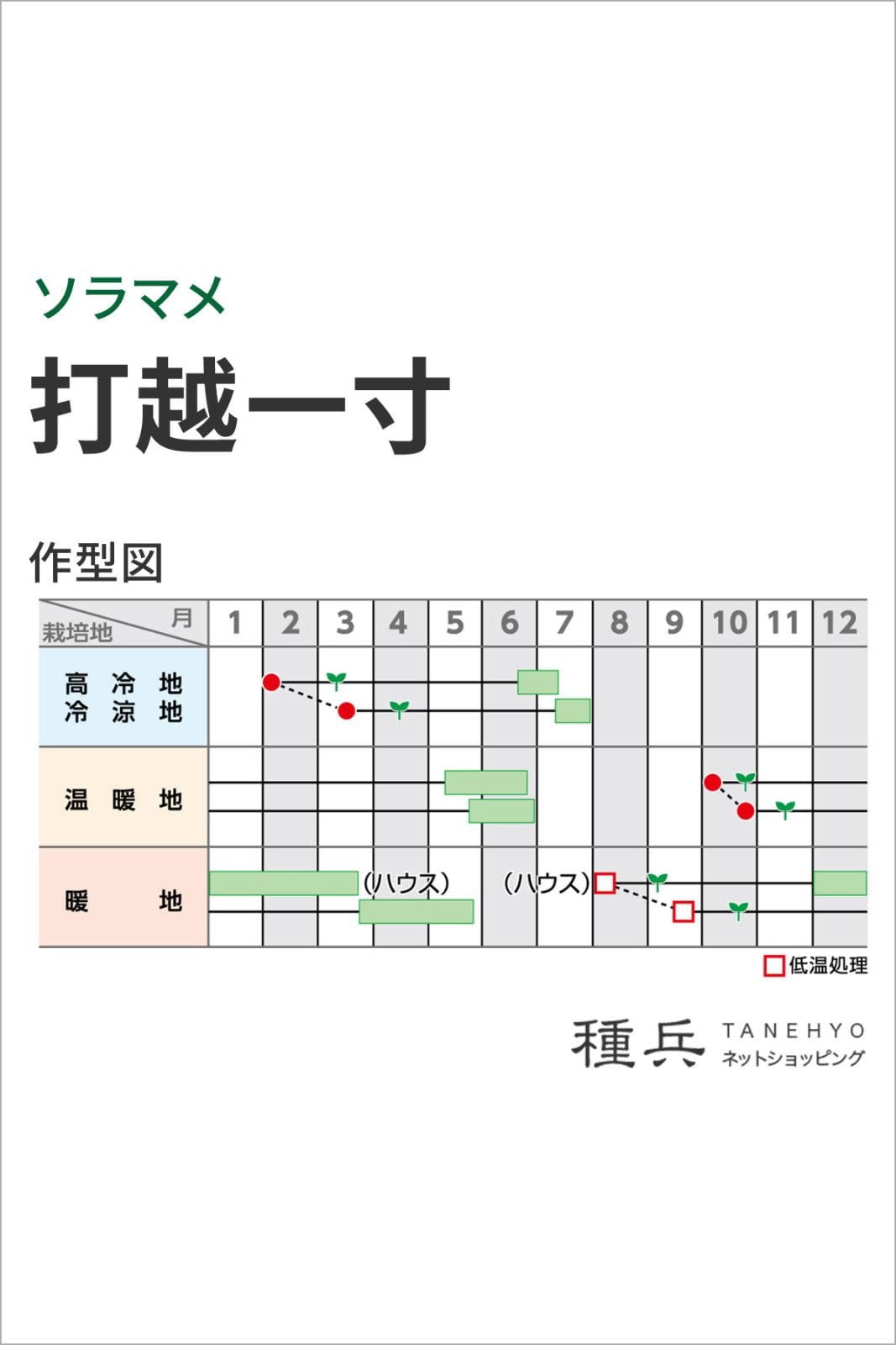 ソラマメ 種 『打越一寸』 サカタのタネ | たね,果菜の種,ソラマメ