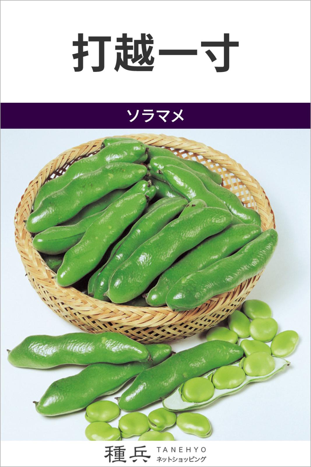 ソラマメ 種 『打越一寸』  サカタのタネ