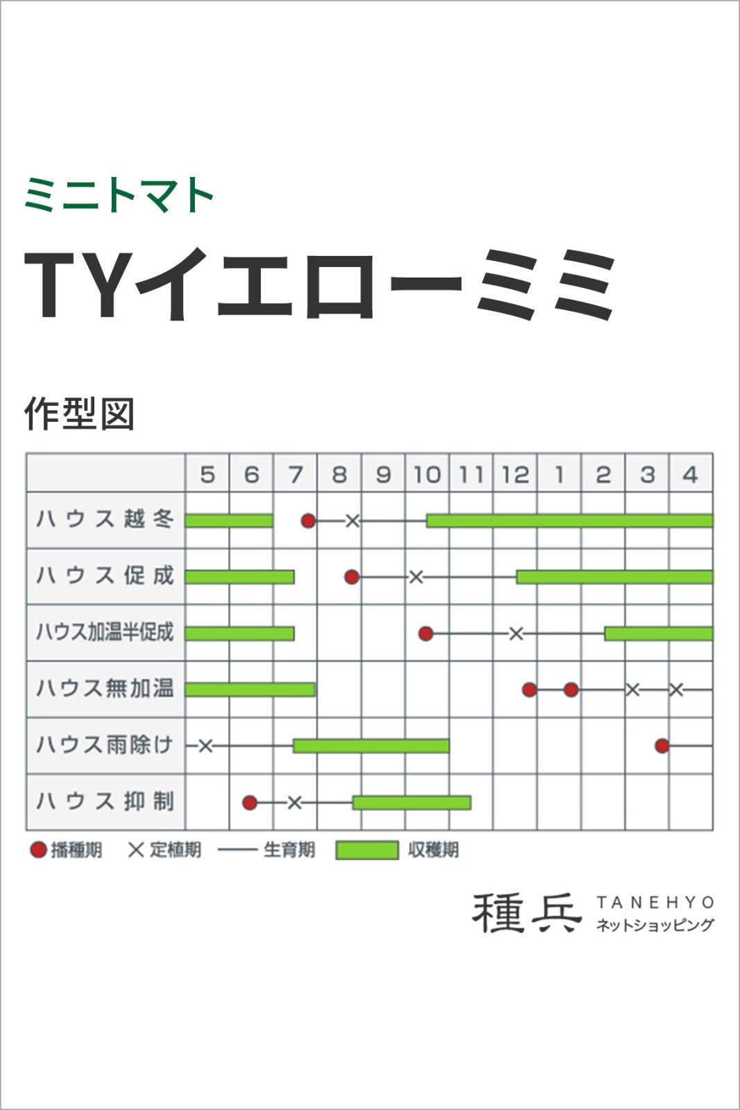 ミニトマト 種 『TYイエローミミ』 カネコ種苗 | たね,果菜の種,トマト