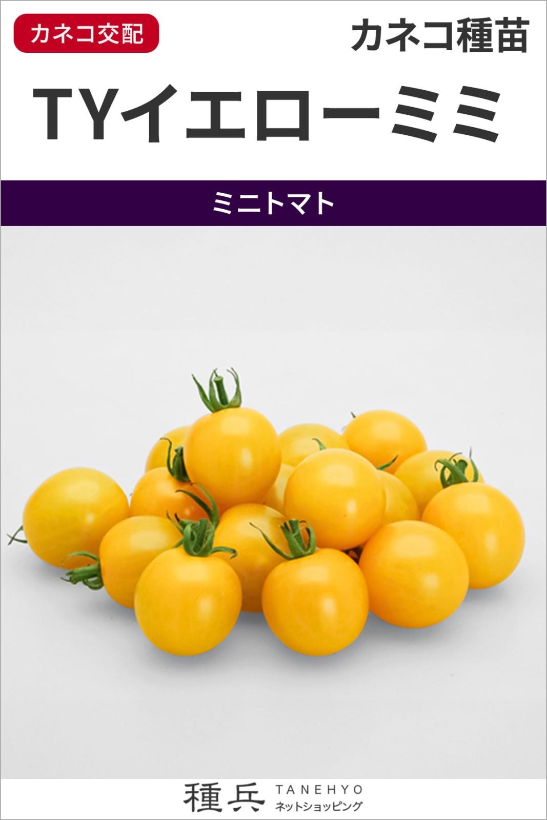 ミニトマト 種 『TYイエローミミ』 カネコ種苗 | たね,果菜の種,トマト