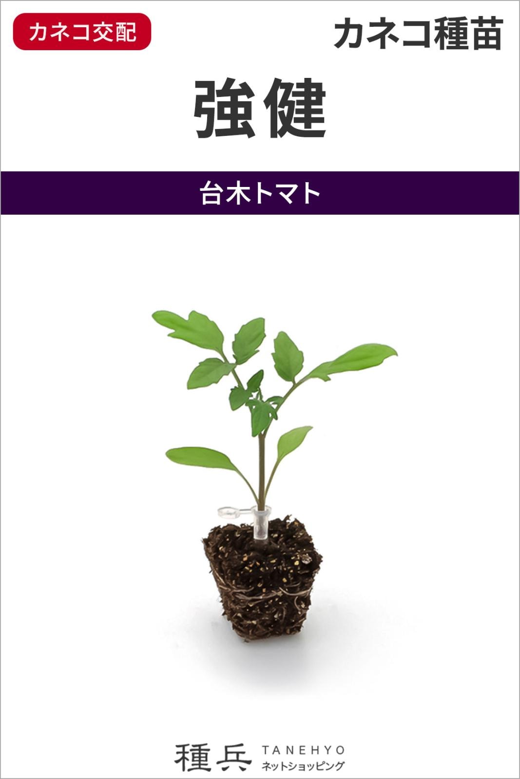トマト台木 種 『強健（きょうけん）』  カネコ種苗
