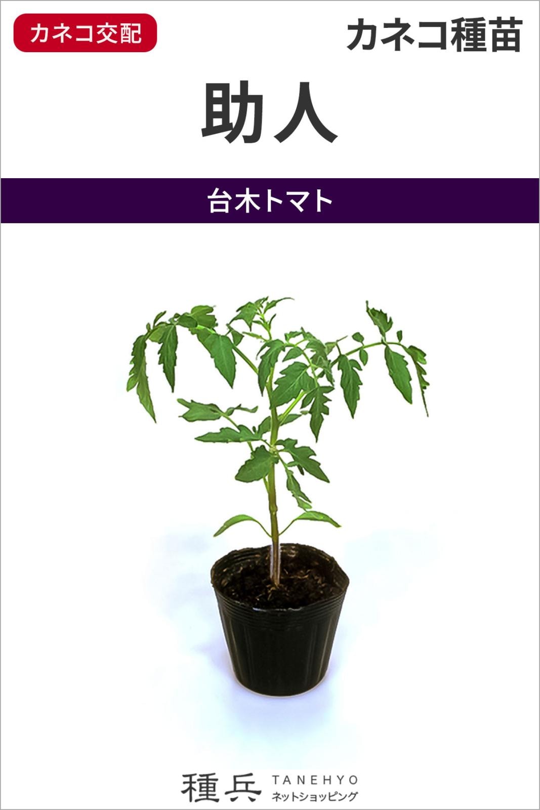 トマト台木 種 『助人（すけっと）』  カネコ種苗
