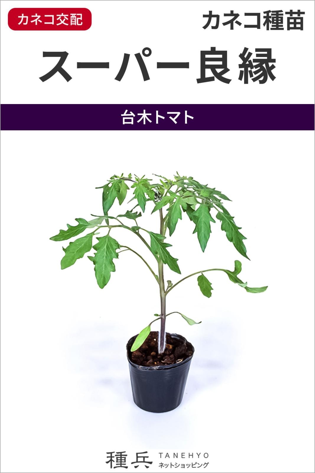 トマト台木 種 『スーパー良縁』  カネコ種苗