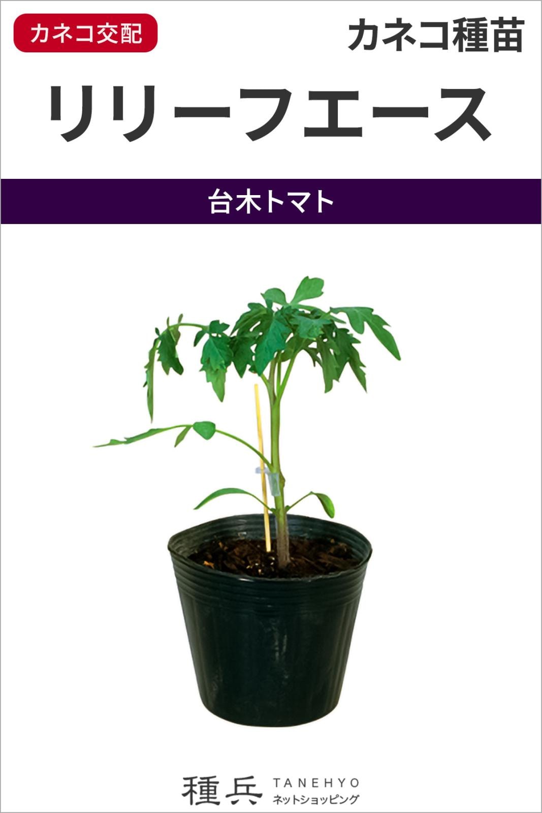 トマト台木 種 『リリーフエース』  カネコ種苗