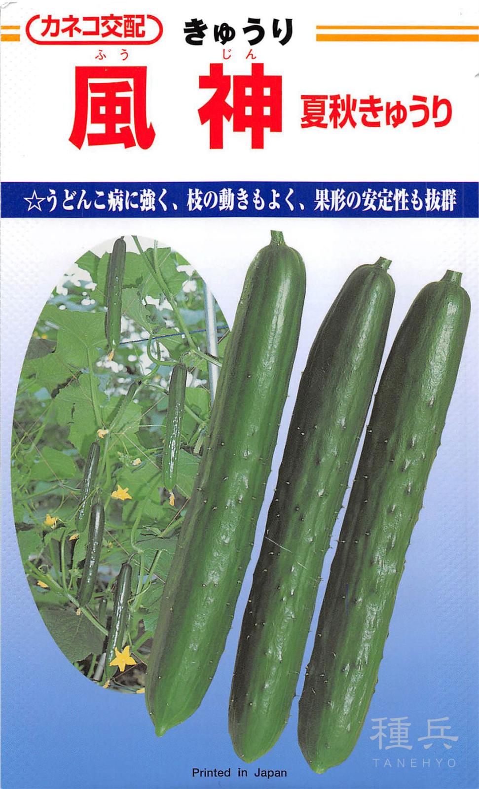 キュウリ 種 『風神』  カネコ種苗