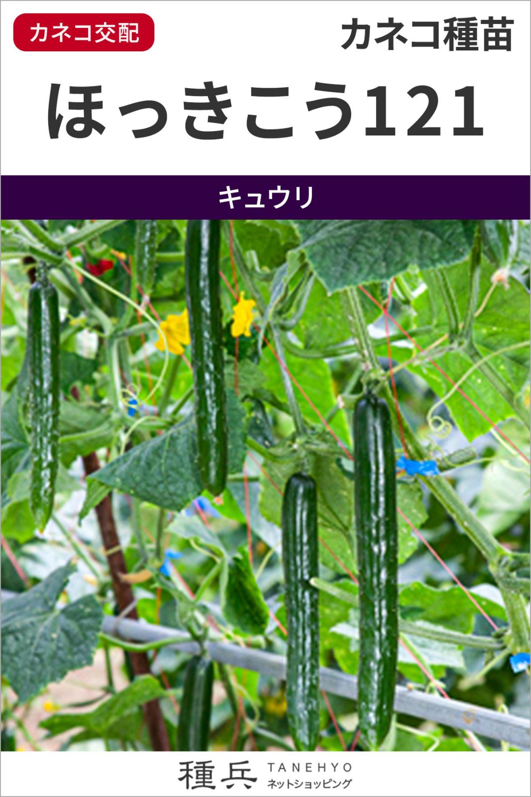 キュウリ 種 『ほっきこう121』  カネコ種苗
