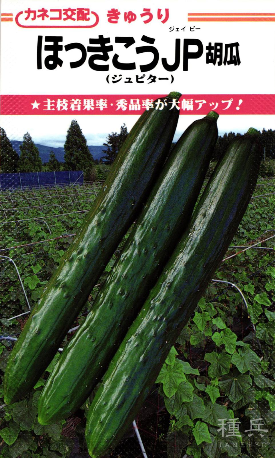 キュウリ 種 『ほっきこうJP』  カネコ種苗