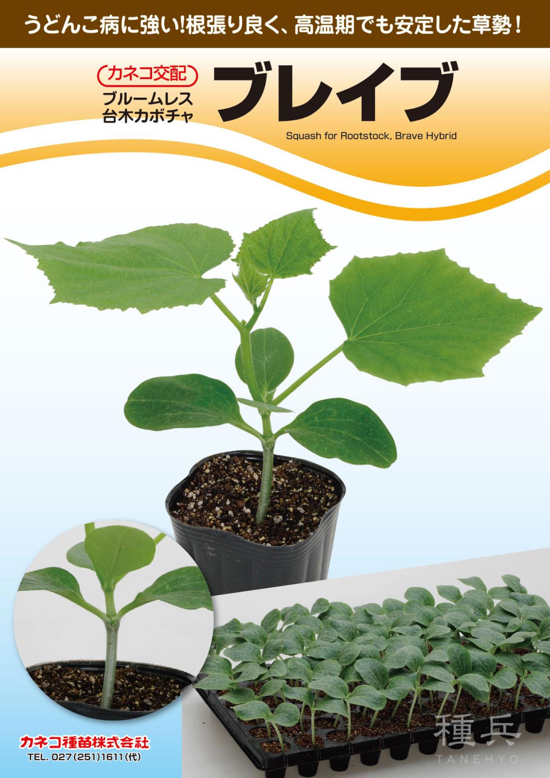 キュウリ台木 種 『ブレイブ』  カネコ種苗