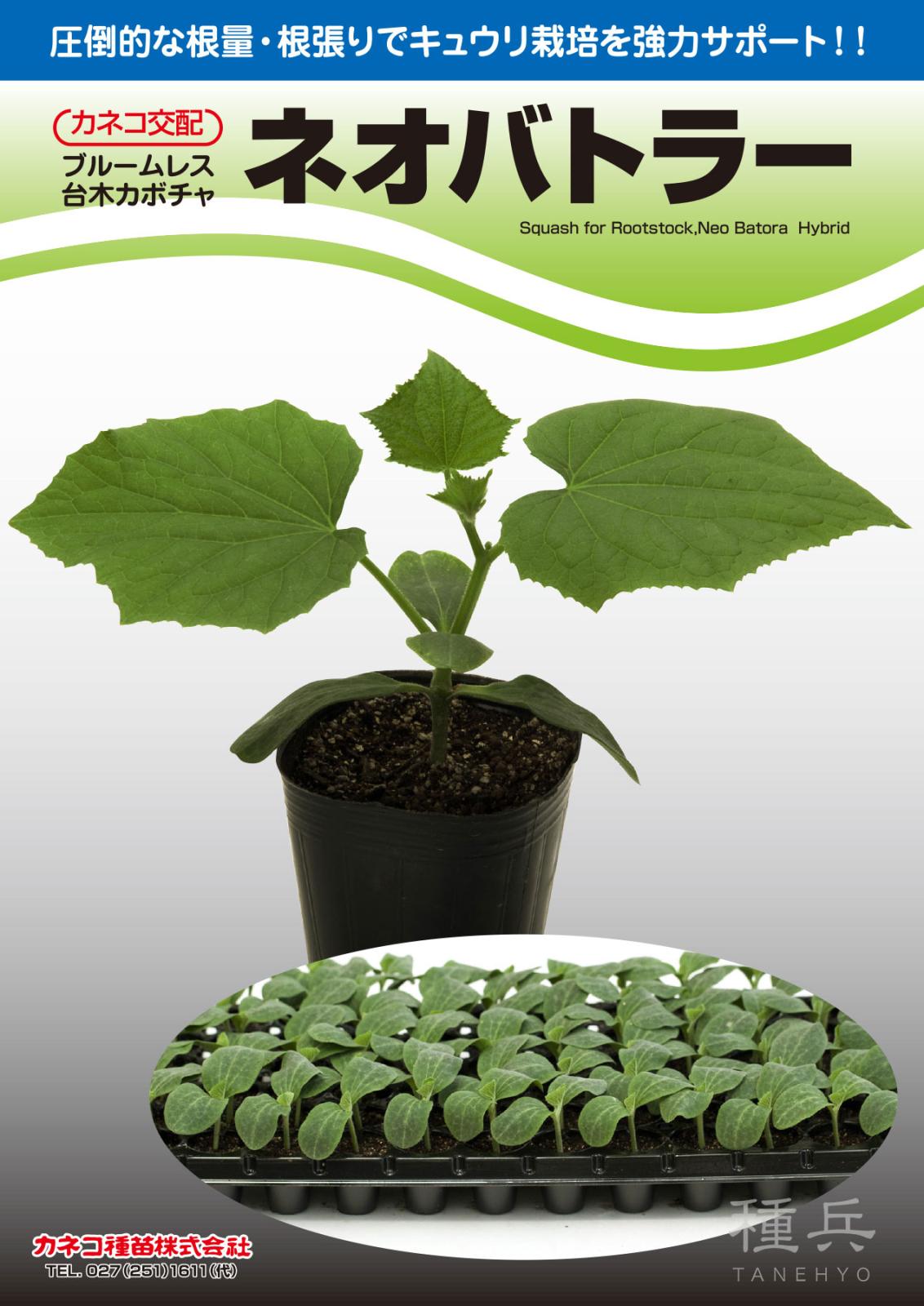 キュウリ台木 種 『ネオバトラー』  カネコ種苗