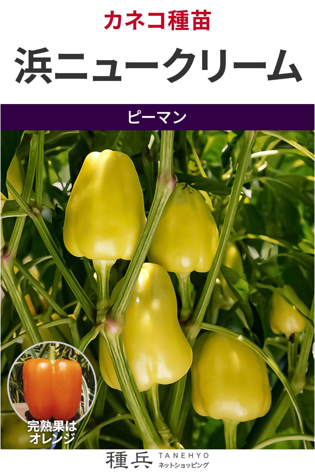 カラーピーマン 種 『浜ニュークリーム』 カネコ種苗 | たね,果菜の種