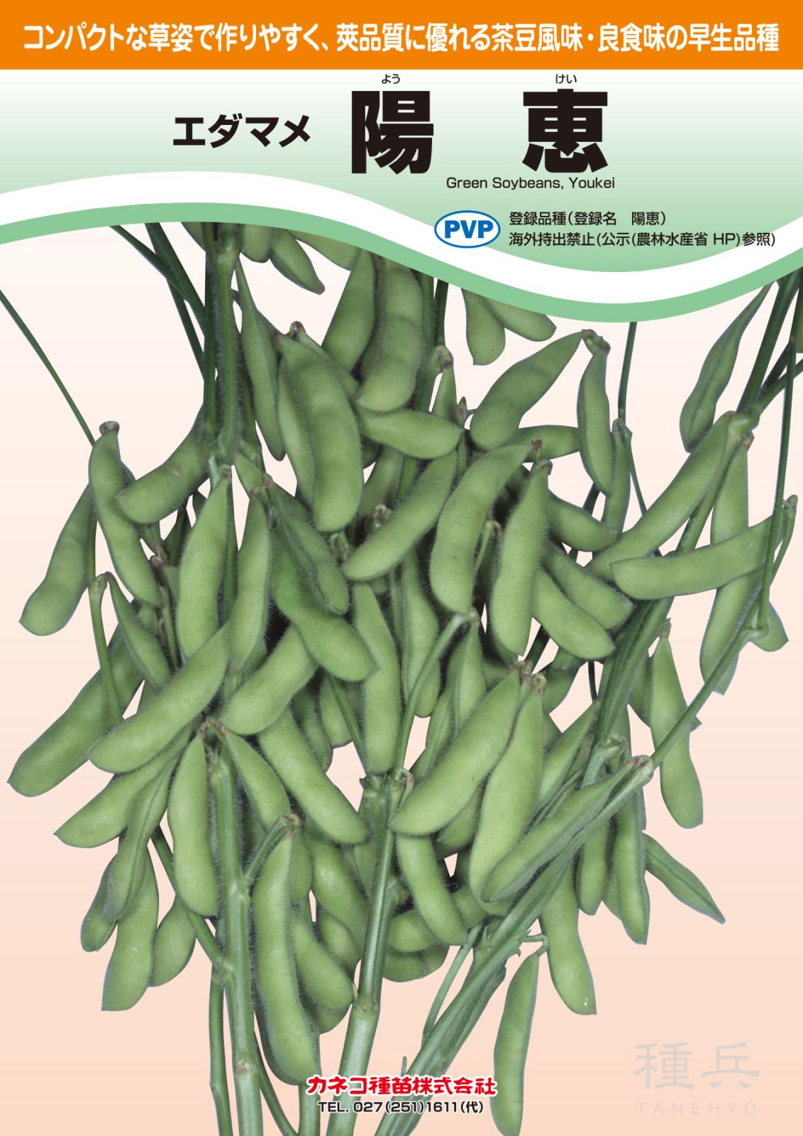 茶豆風味エダマメ 種 『陽恵』  カネコ種苗