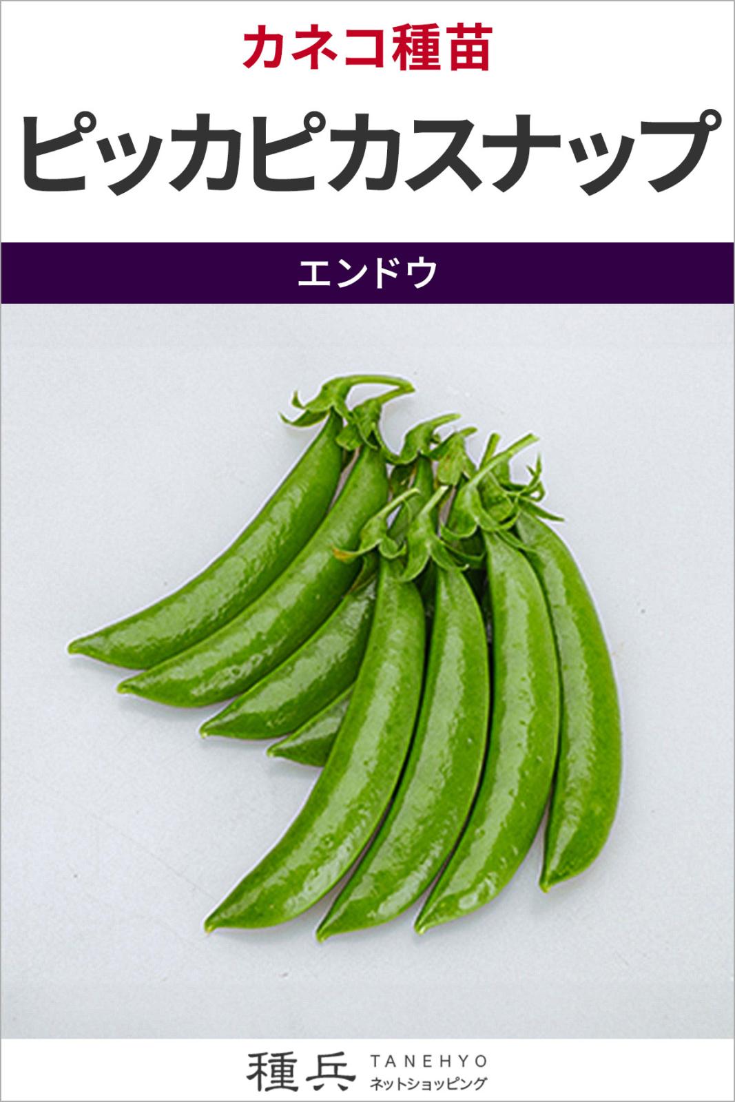 スナップエンドウ 種 『ピッカピカスナップ』  カネコ種苗