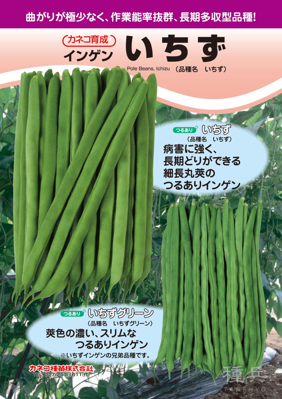 つるありインゲン 種 『いちず』  カネコ種苗