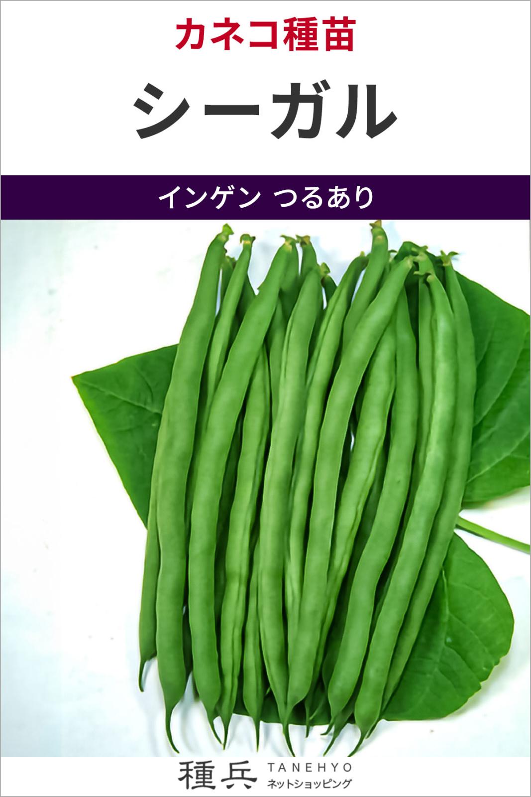 つるありインゲン 種 『シーガル』  カネコ種苗
