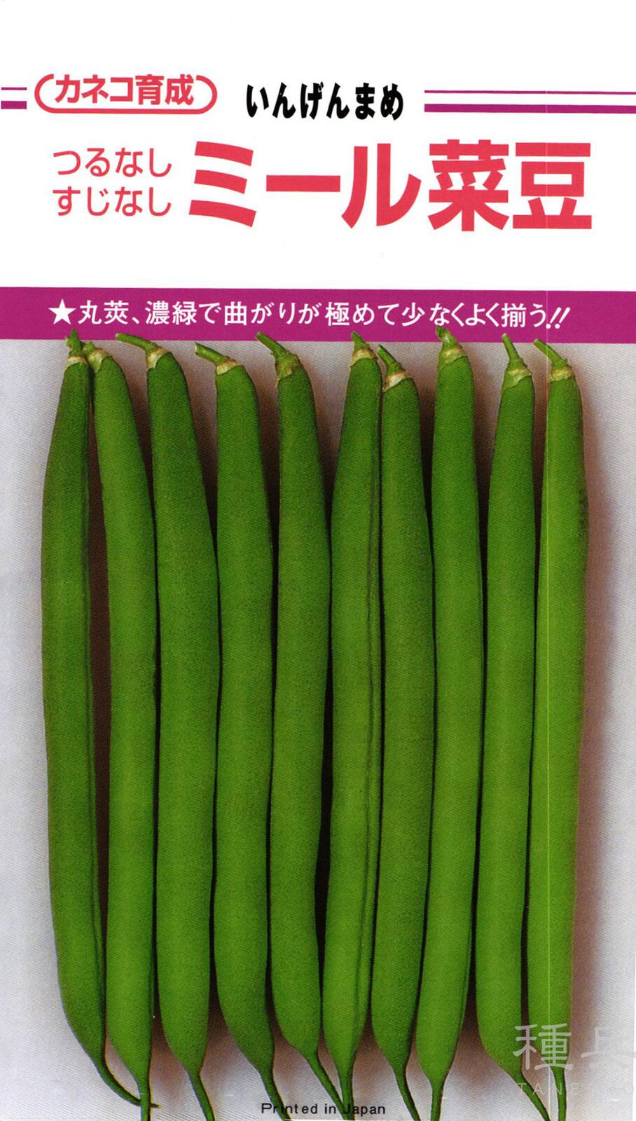 つるなしインゲン 種 『ミール』  カネコ種苗