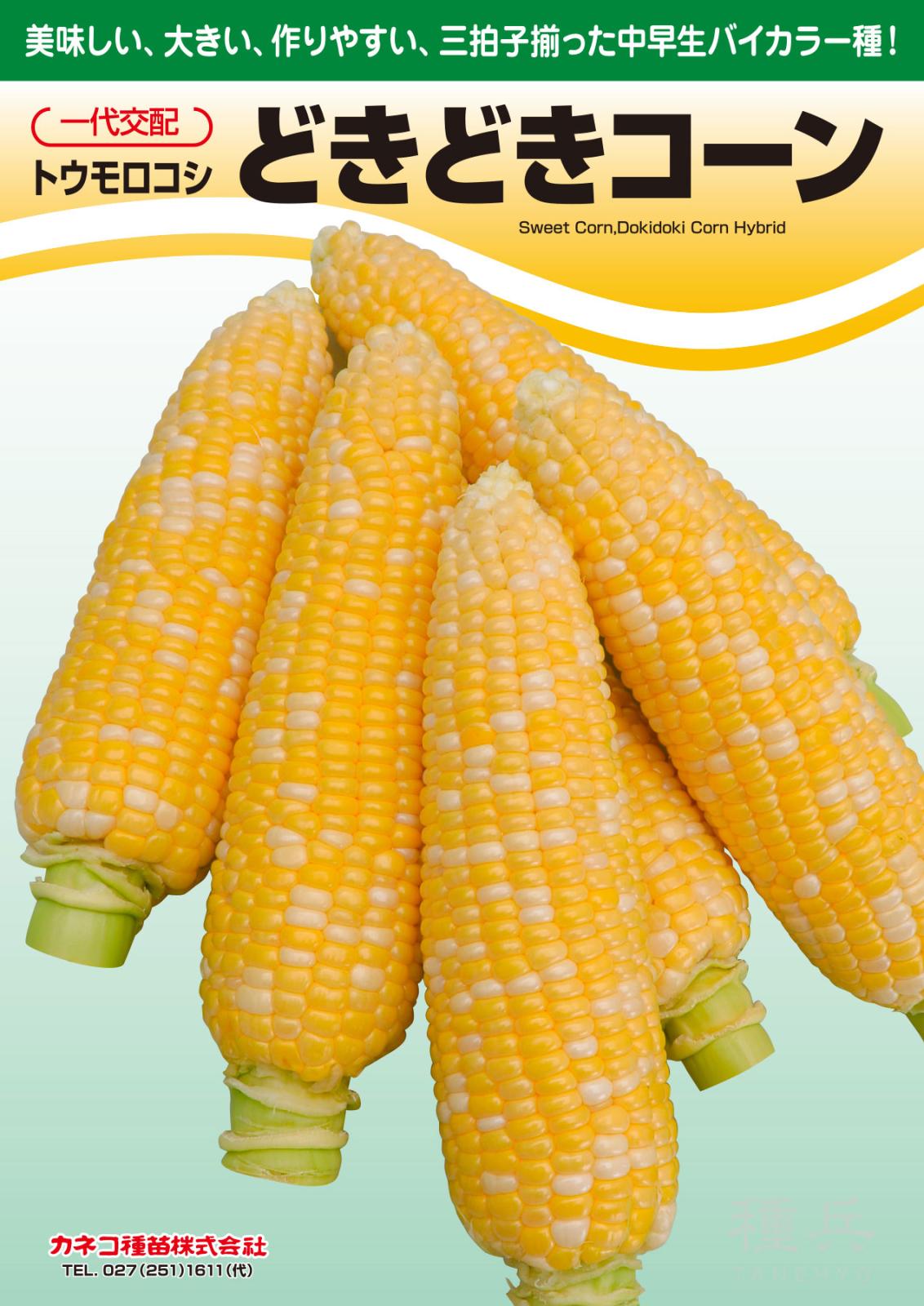 スイートコーン 種 『どきどきコーン』  カネコ種苗