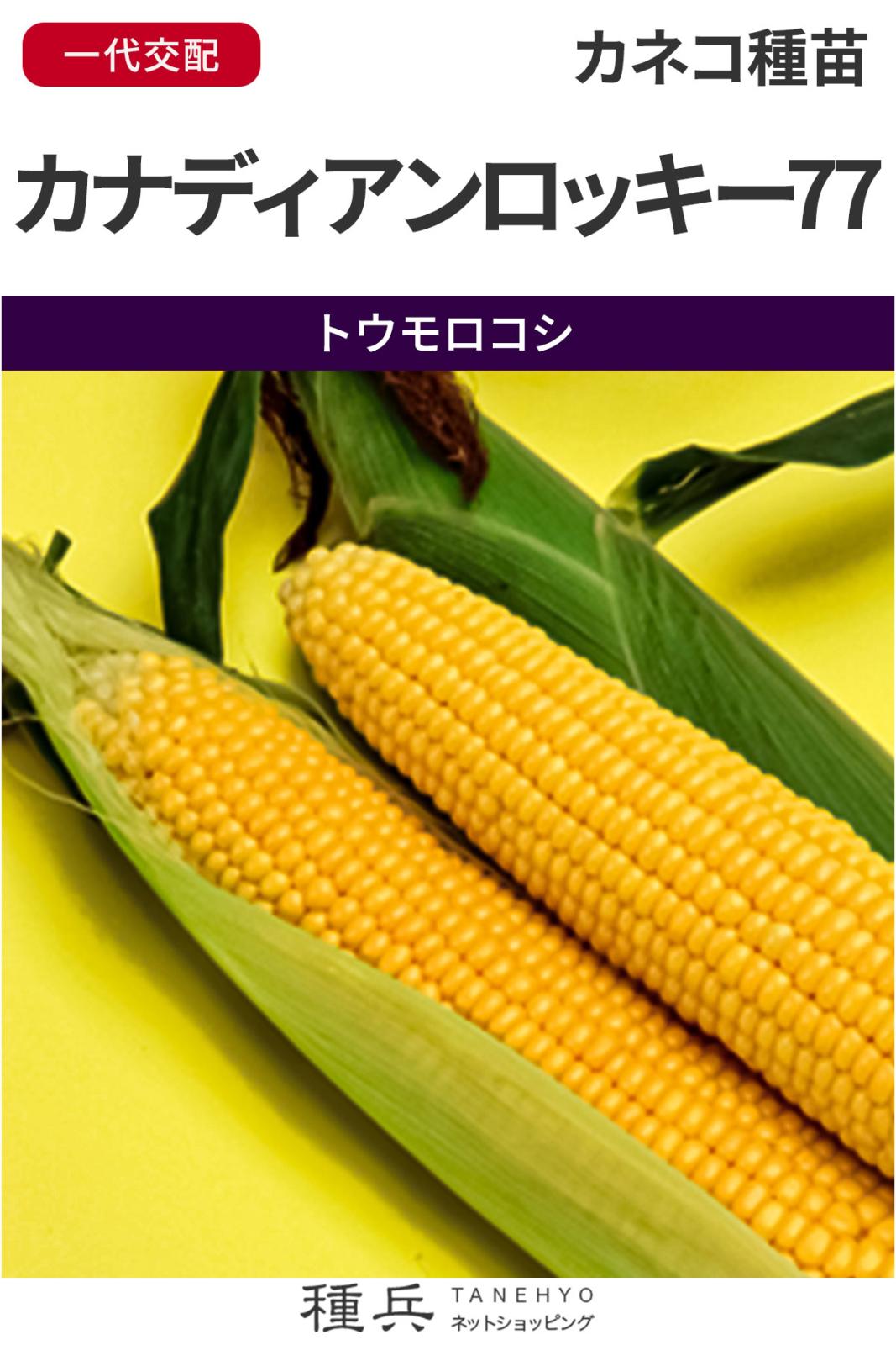 スイートコーン 種 『カナディアンロッキー77』  カネコ種苗