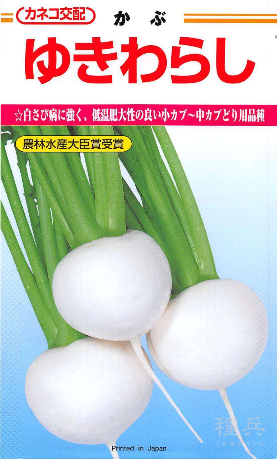 小～中カブ 種 『ゆきわらし』  カネコ種苗