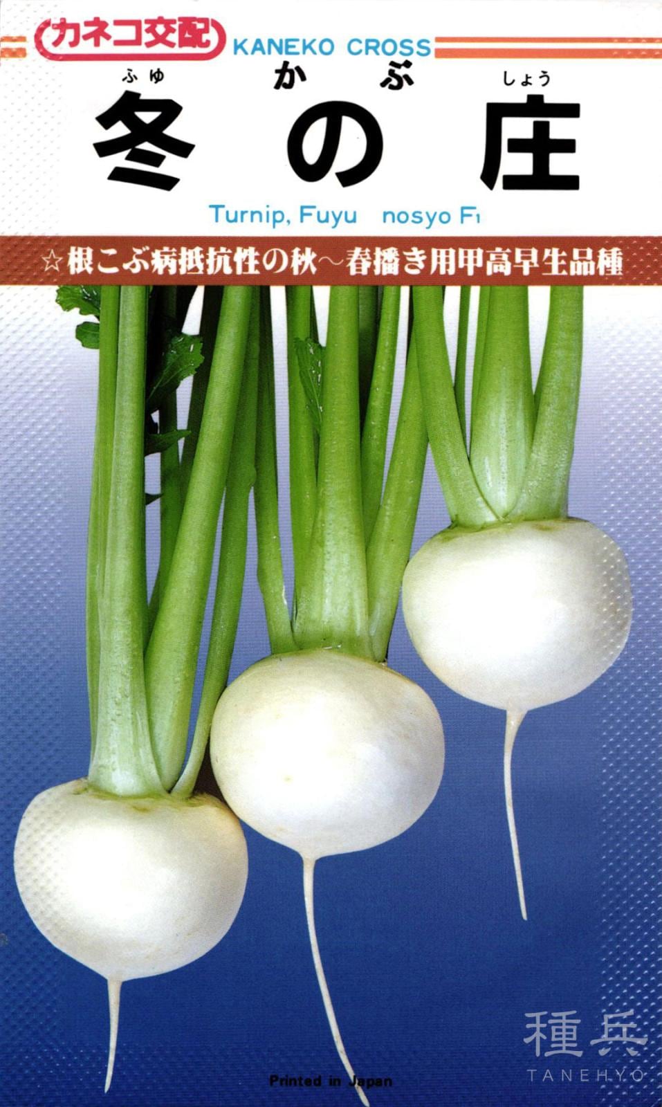  秋～春まきカブ 種 『冬の庄』  カネコ種苗