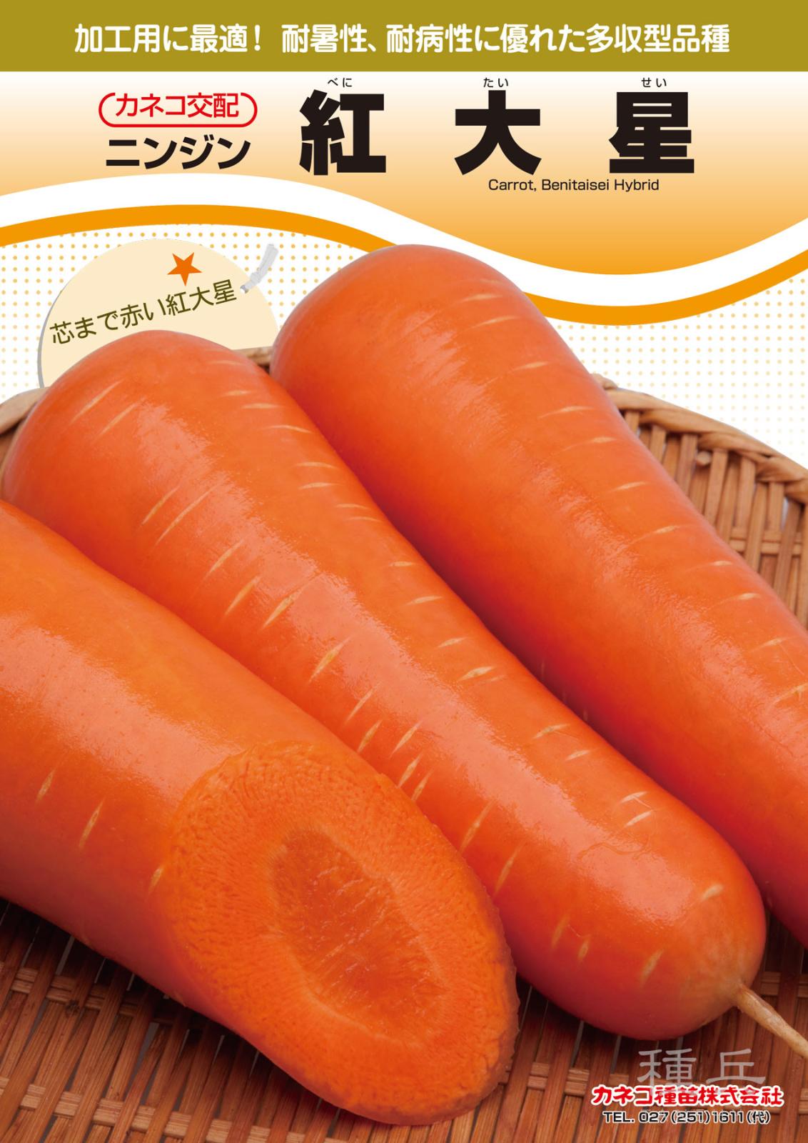 ニンジン 種 『紅大星』  カネコ種苗