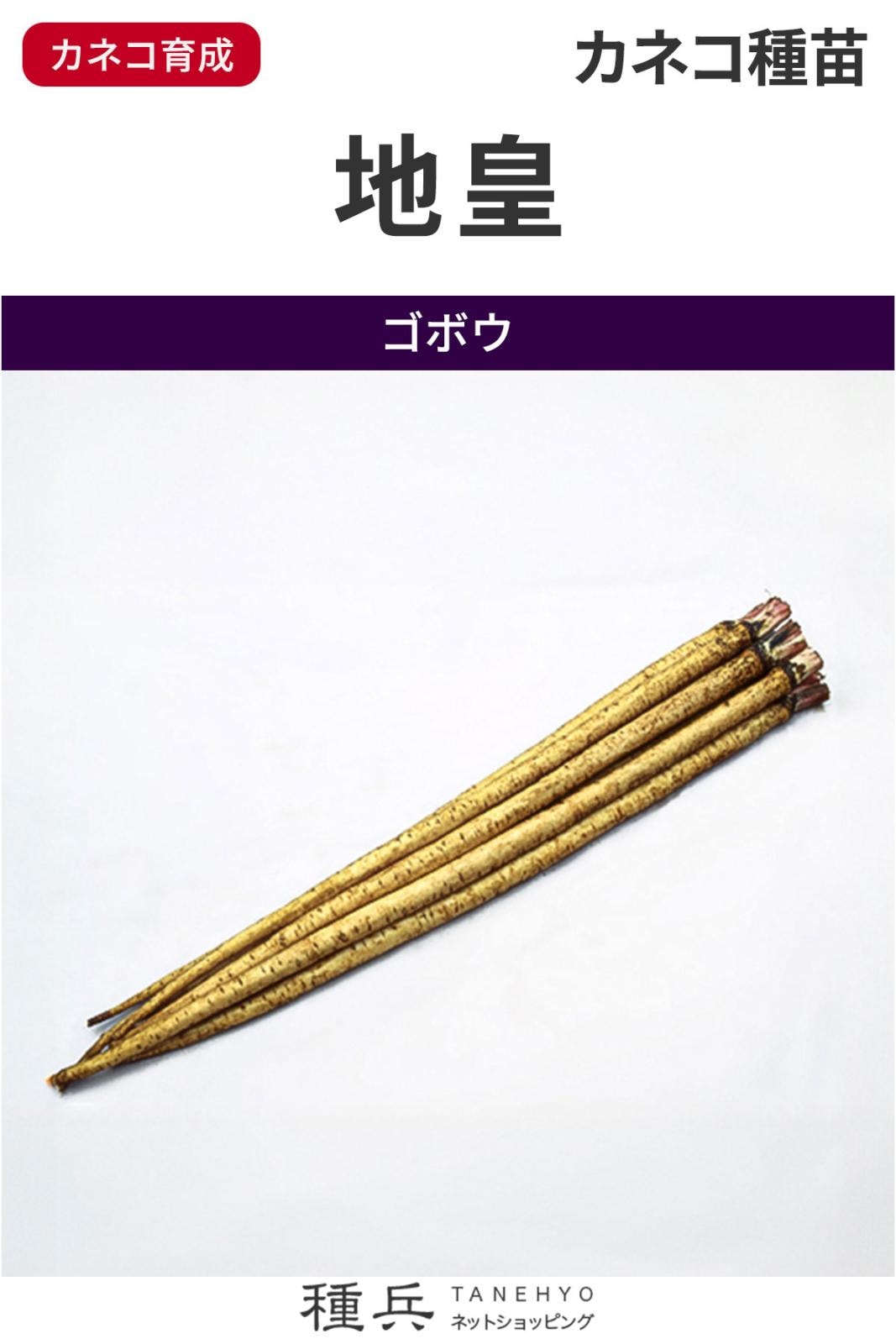 ゴボウ 種 『地皇』  カネコ種苗