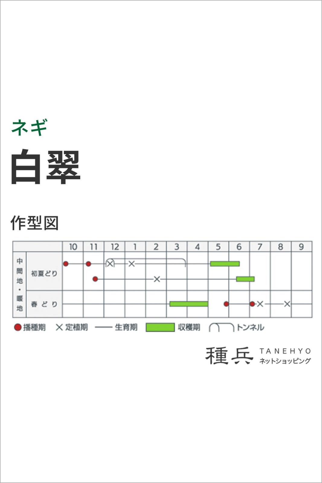 根深ネギ 種 『白翠』 カネコ種苗 | たね,葉菜の種,ネギ,根深・白ネギ