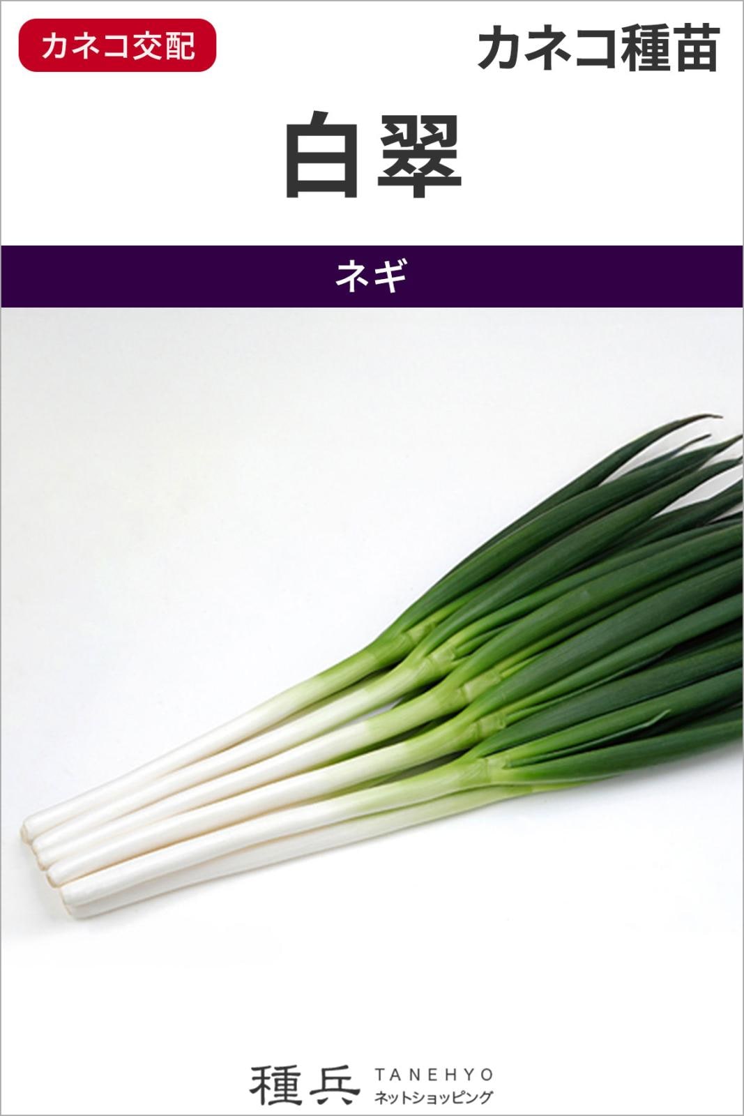 根深ネギ 種 『白翠』 カネコ種苗 | たね,葉菜の種,ネギ,根深・白ネギ