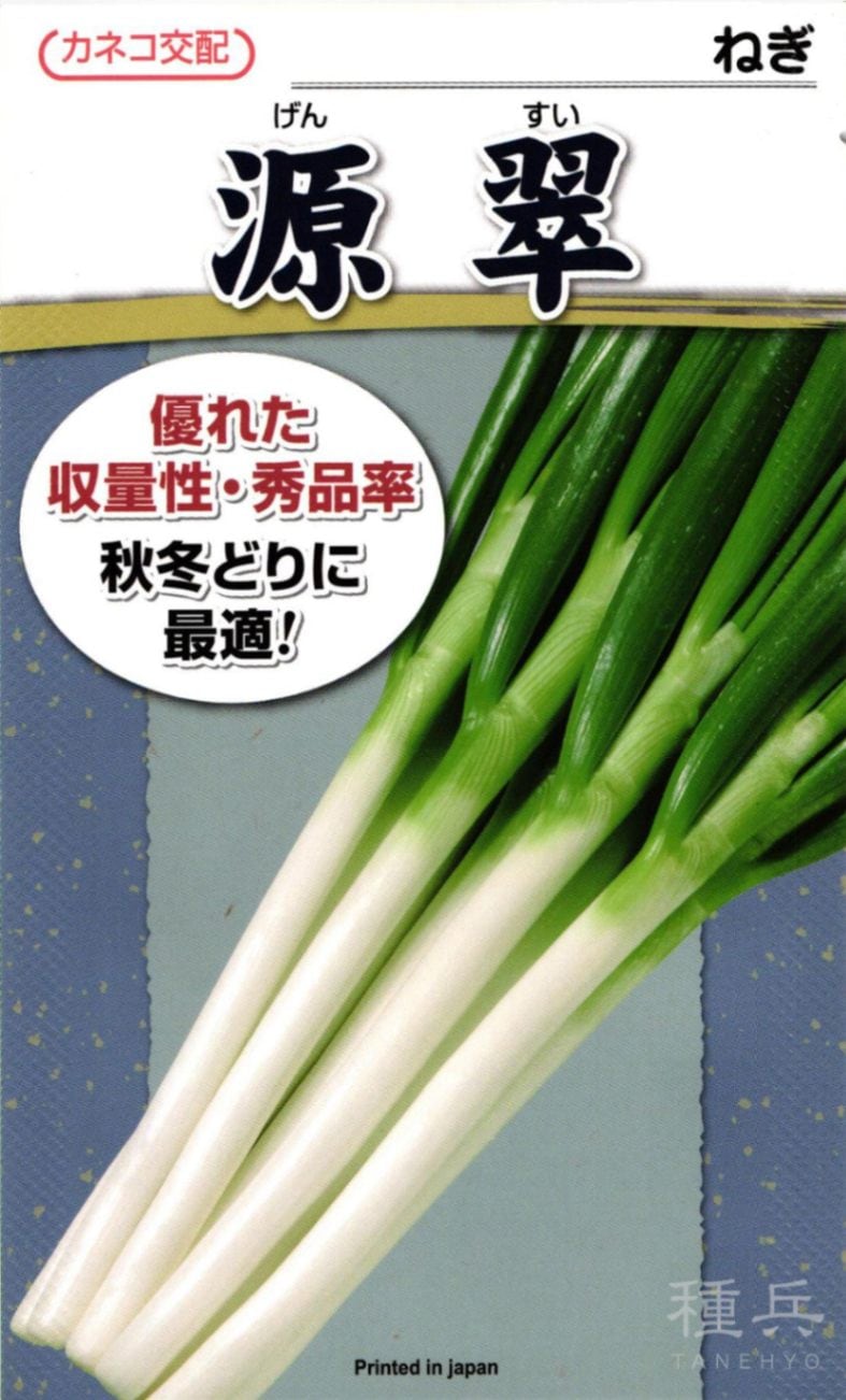 根深ネギ 種 『源翠』  カネコ種苗