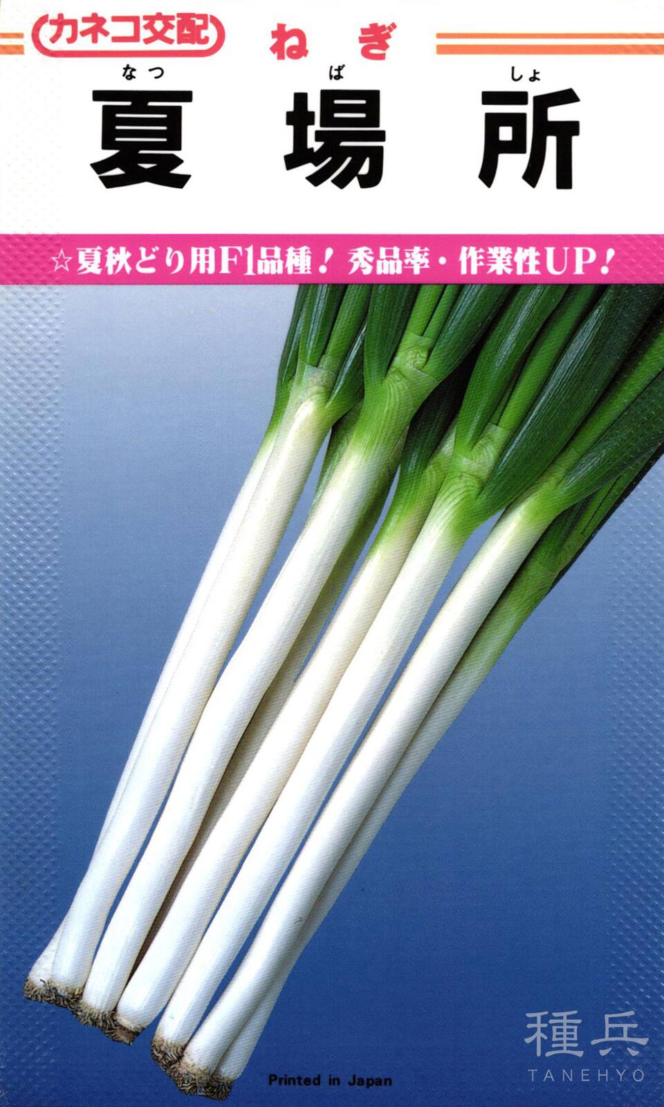根深ネギ 種 『夏場所』  カネコ種苗