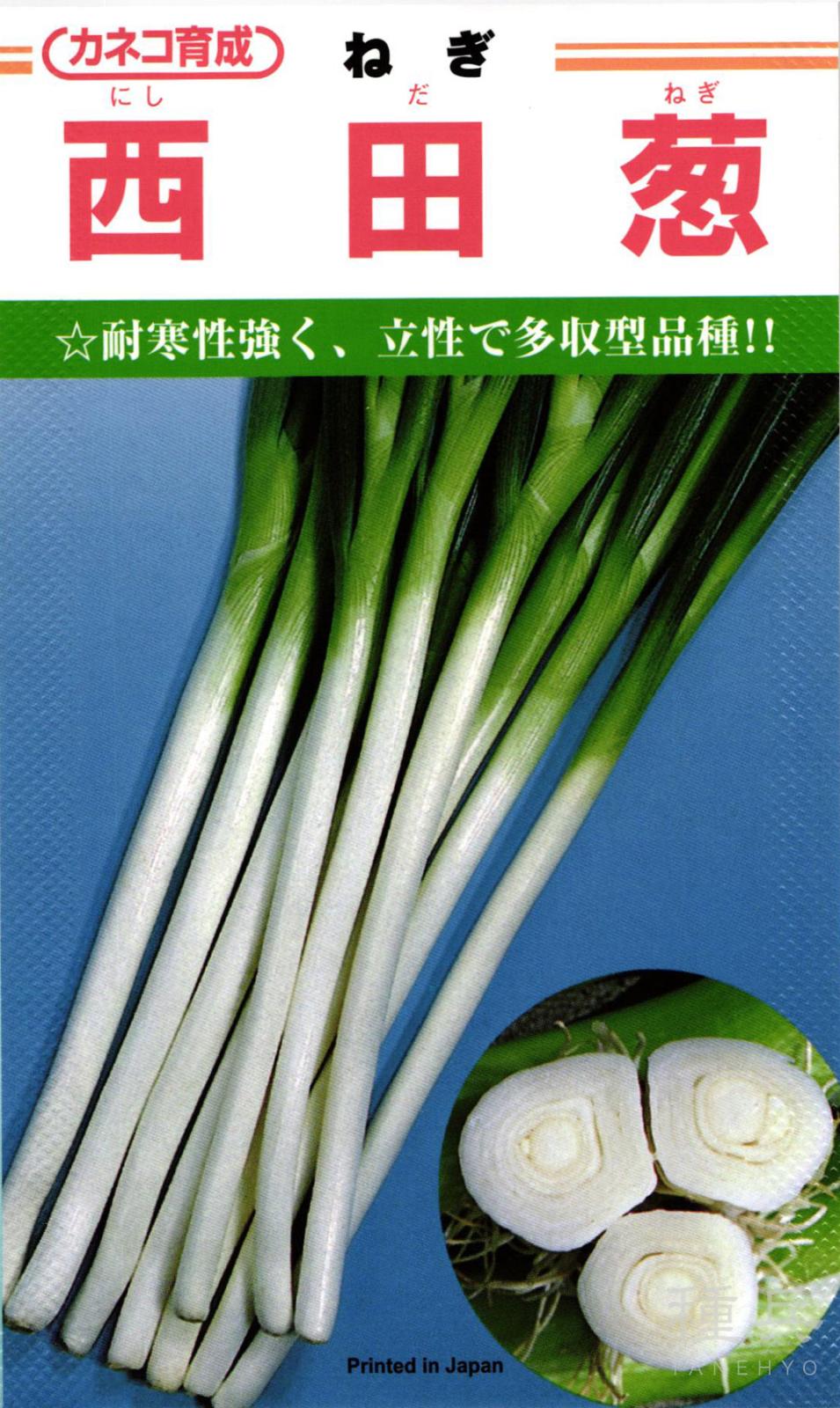 根深ネギ 種 『西田』 カネコ種苗 | たね,葉菜の種,ネギ,根深・白ネギ