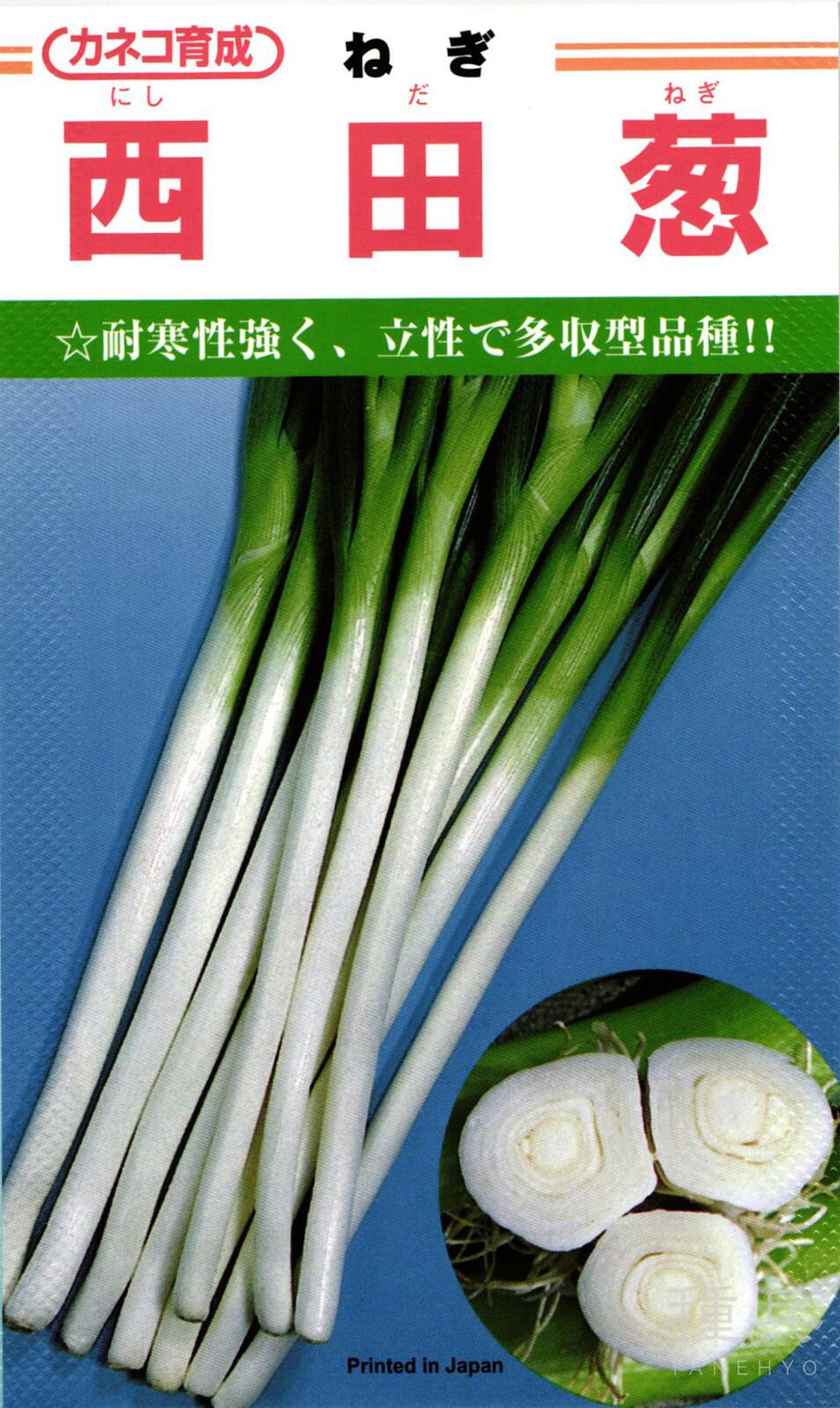 根深ネギ 種 『西田』  カネコ種苗