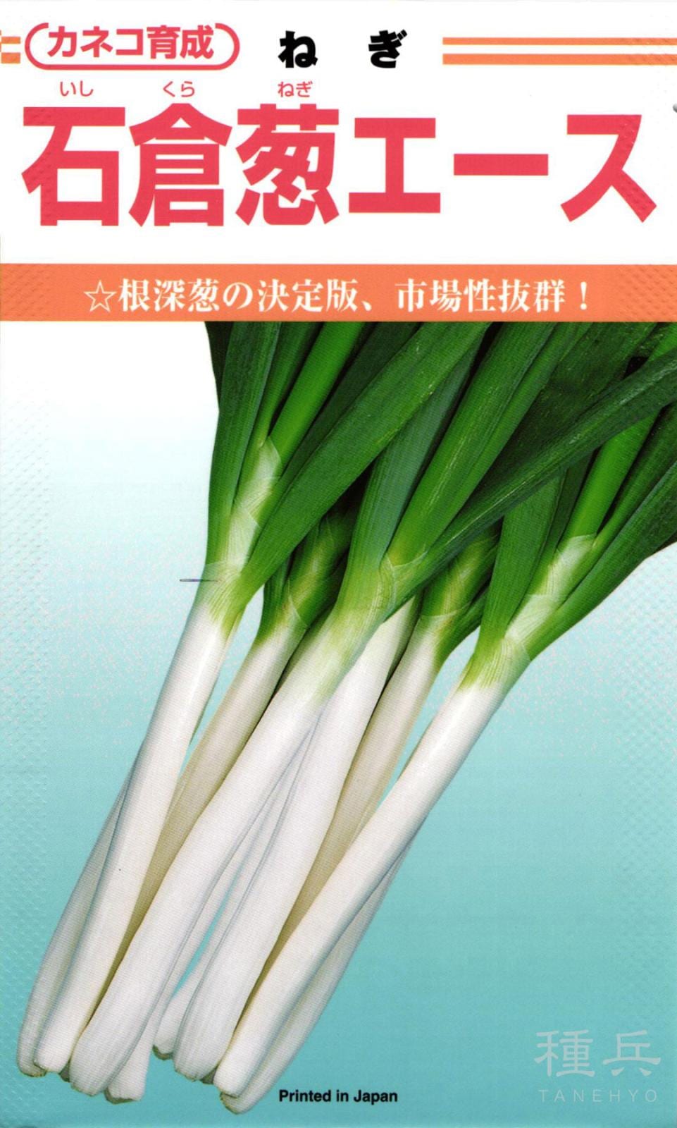 ねぎ 根深ネギ 種 『石倉葱エース』 カネコ種苗 | たね,葉菜の種,ネギ,根深