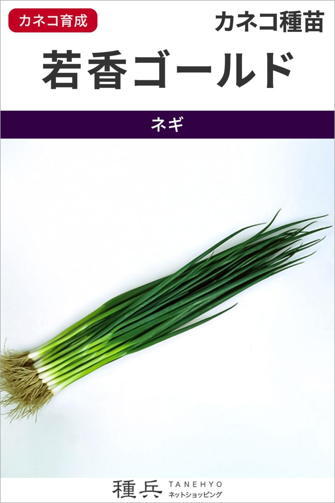 小ネギ 種 『若香ゴールド』  カネコ種苗