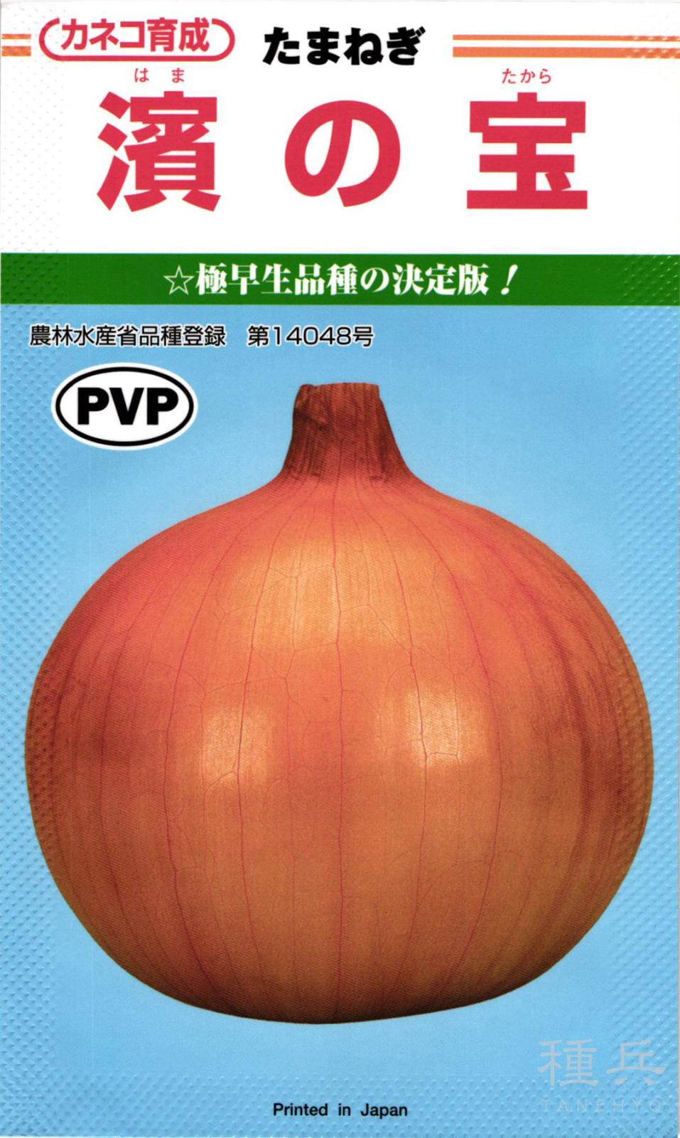 極早生タマネギ 種 『濱の宝』  カネコ種苗