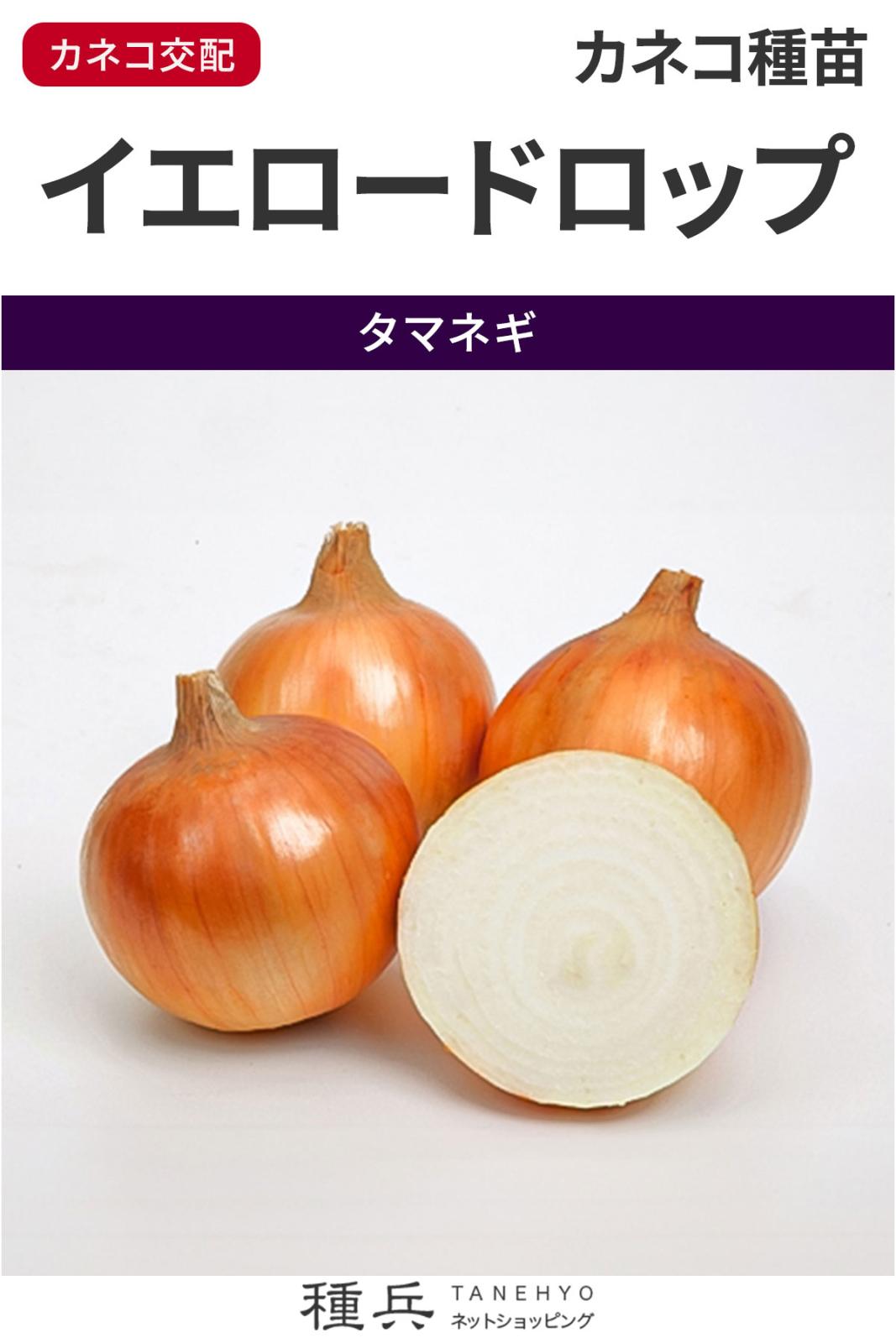 中晩生タマネギ 種 『イエロードロップ』  カネコ種苗