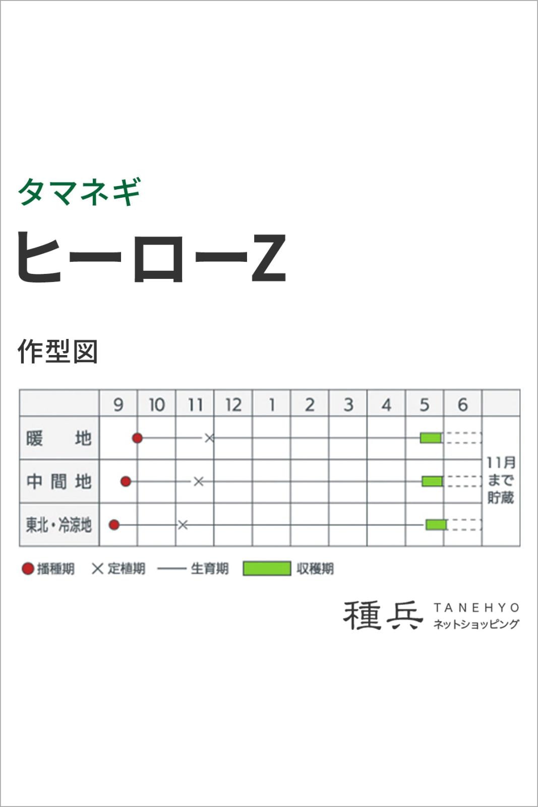 中生タマネギ 種 『ヒーローZ』 カネコ種苗 | たね,根菜の種,タマネギ