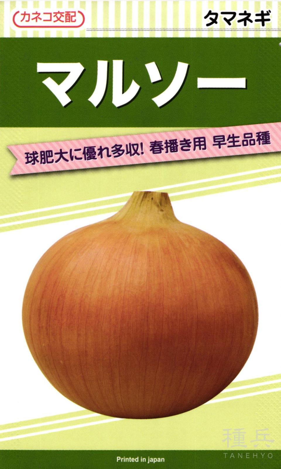 早生タマネギ 種 『マルソー』  カネコ種苗