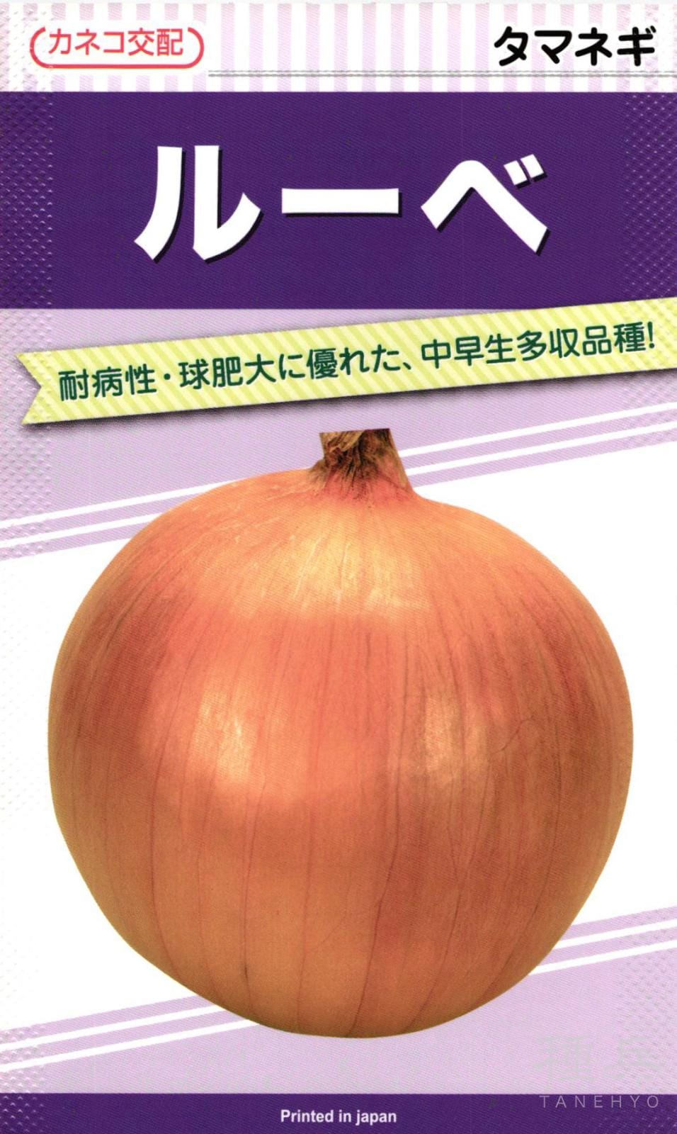 中早生タマネギ 種 『ルーベ』  カネコ種苗